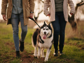 Siberian Husky