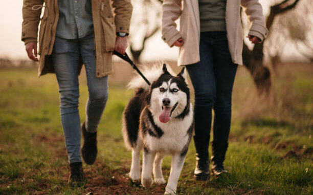 Siberian Husky